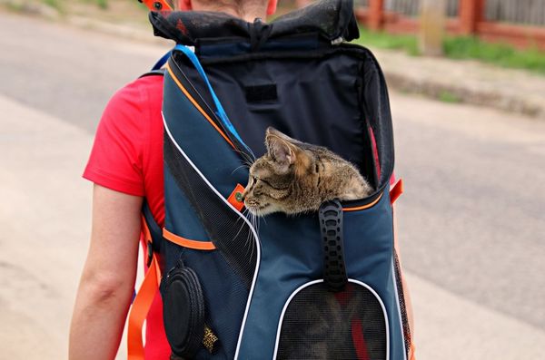 cat travel 1