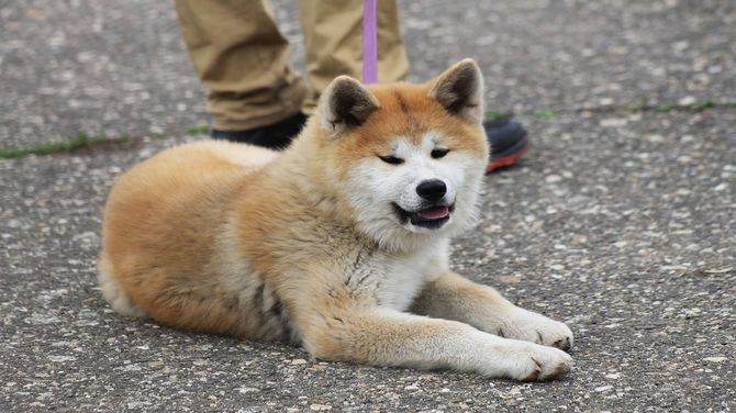 Akita dangerous dog