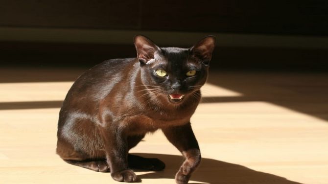 Havana Brown cat