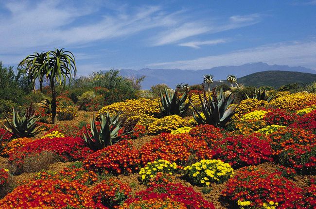 Cape Floral Region