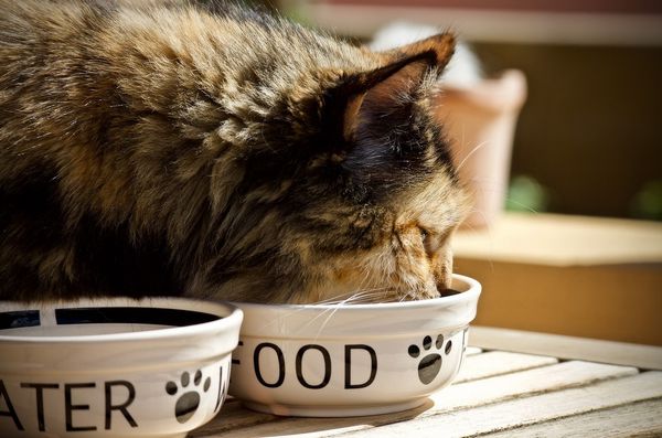 is it safe for humans to eat cat food