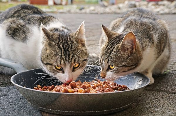 Nutritional Composition of Cat Food